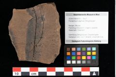 Foto (Objekt + Etikett) von Peridermium daphnes Ettingshausen (NHMW-GEO-2024-0188-0010)